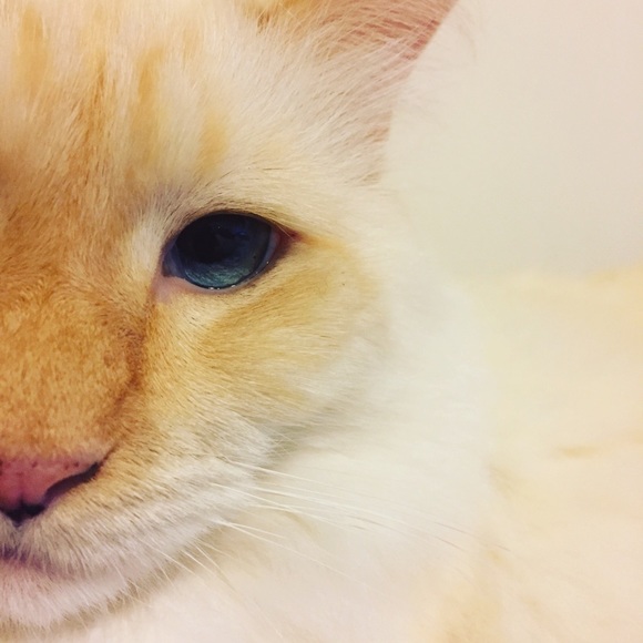 Meet your Posher, Meredith - Picture 2 of 6